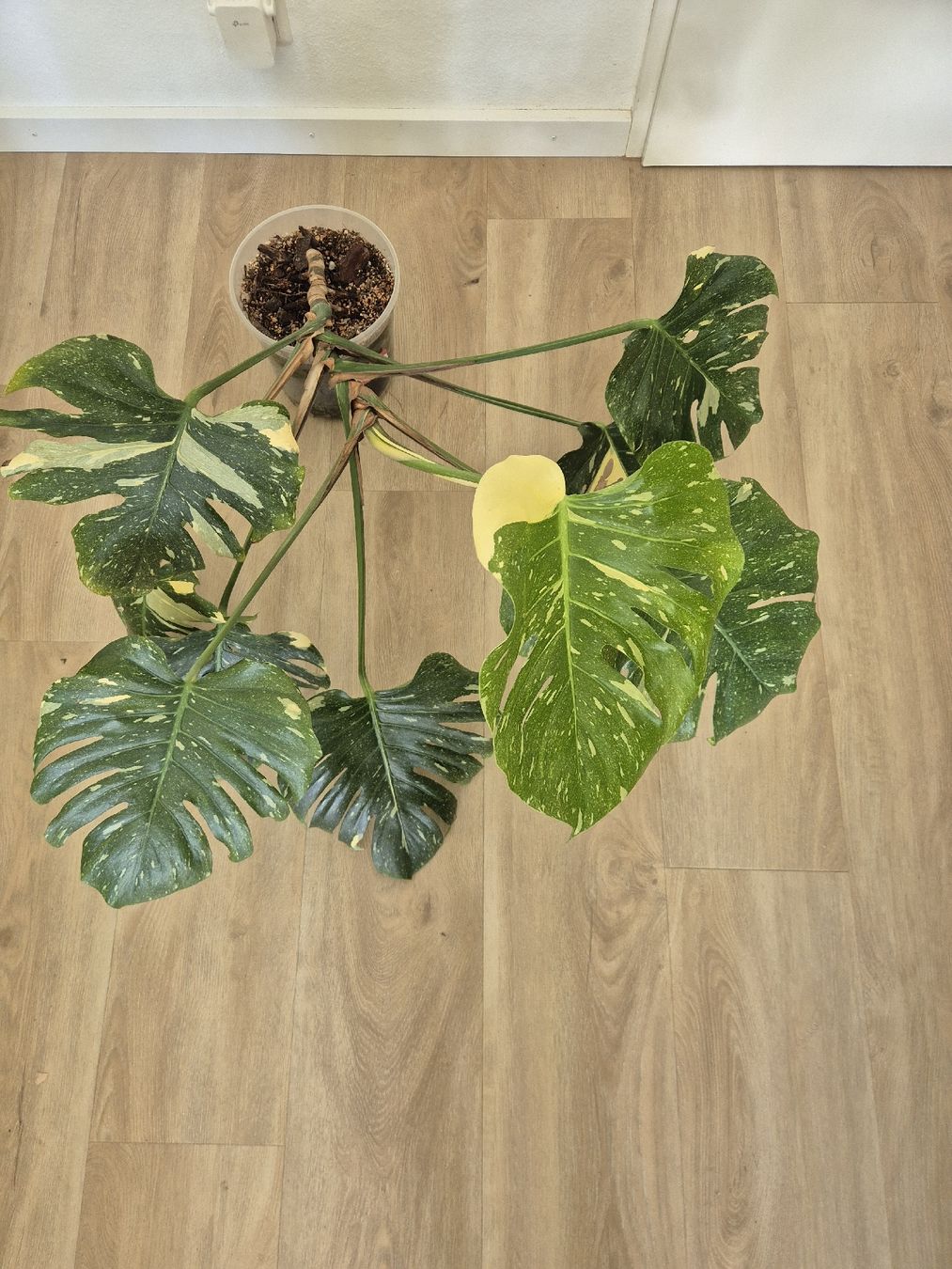 Piante & sementi: Monstera Thai Constellation – Usato da Reigoldswil venduto da Joel_4418 1