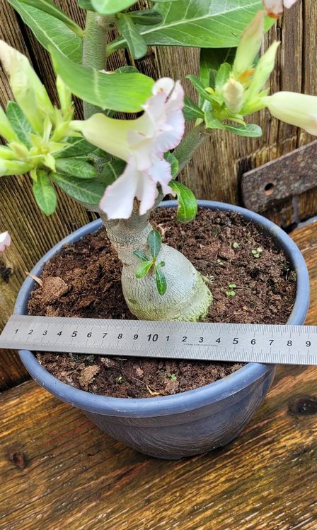*Rarität* Adenium Obesum / Wüstenrose Kaufen auf Ricardo