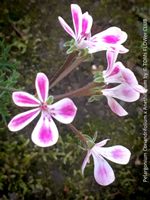 Pelargonium Coriandrifolium × Anethifolium - feinblättrig