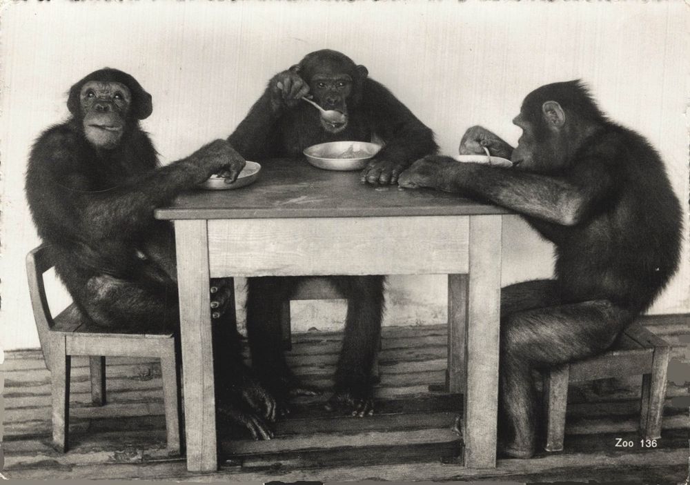 Zoologischer Garten Zürich, Schimpansen beim Frühstück Kaufen auf Ricardo