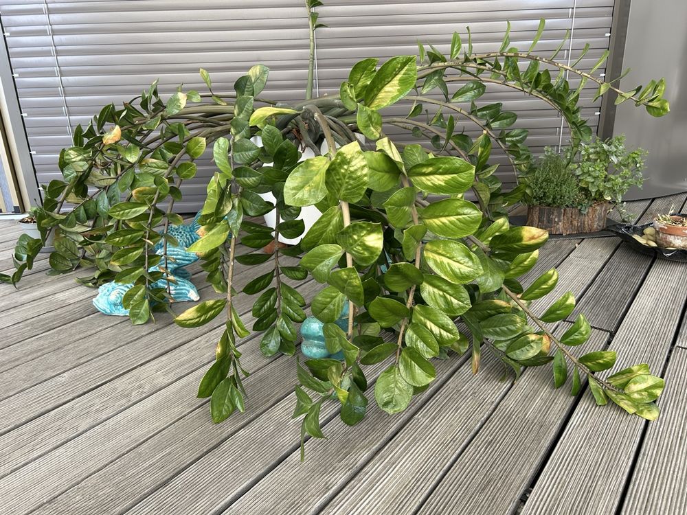 Sehr schne, grosse Glcksfeder (Zamioculcas zamiifolia ) (Gebraucht) in  Au ZH fr CHF 1  nur Abholung auf Ricardo kaufen