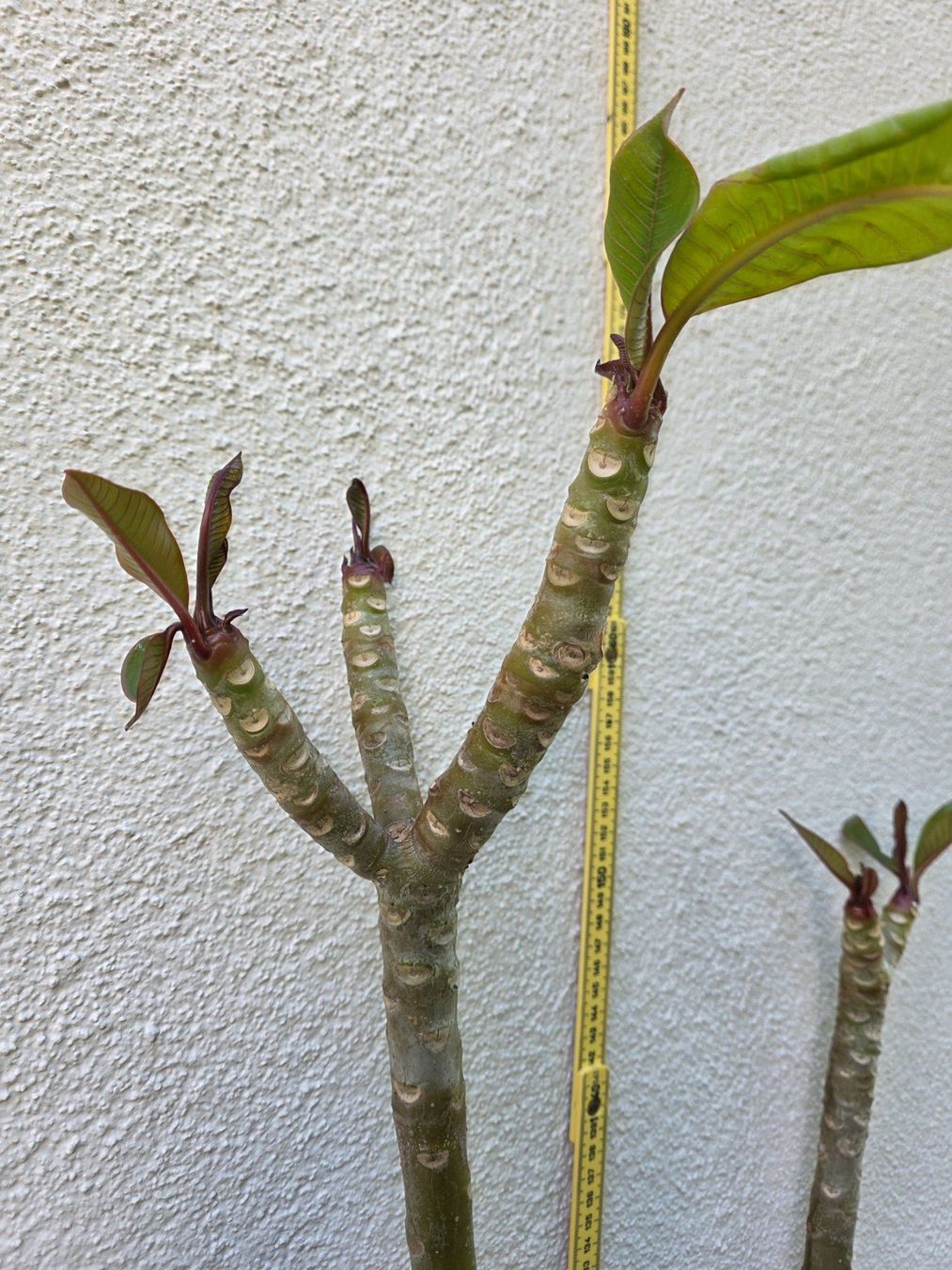 Piante & sementi: Plumeria rubra "Kimo" / Frangipani lachsorange – Nuovo (secondo la descrizione) da Thalheim venduto da silvara01 3
