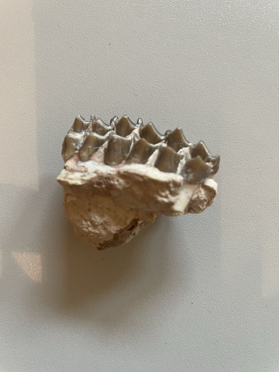 Fossilien: Zahn - Oreodont – Gebraucht aus Biel/Bienne von nimmes