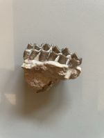 Zahn - Oreodont