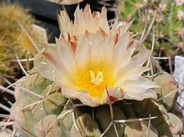 Kakteen, Pflanze, Thelocactus, älteres Exemplar, Blüte weiss