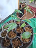 Alocasia Zebrina baby plant 🌱