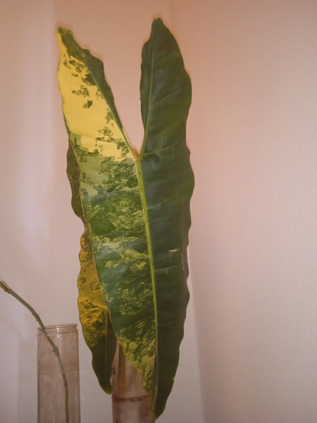 Piante & sementi: Philodendron billiteae xxl 2 feuilles – Usato da Lausanne venduto da kta_tss7 1