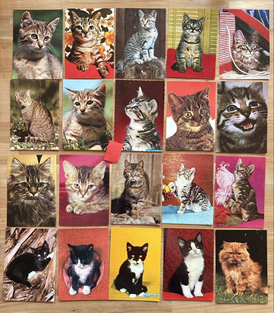 Cartoline postali: 20 AK mit Katzen Motiv – Usato da Rümlang venduto da Kartenpost1
