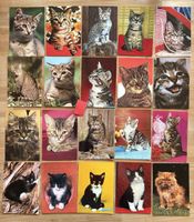 20 AK mit Katzen Motiv