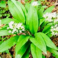 Ab 5.- fr !!! 10 Samen BÄRLAUCH “ALLIUM URSINUM”‪