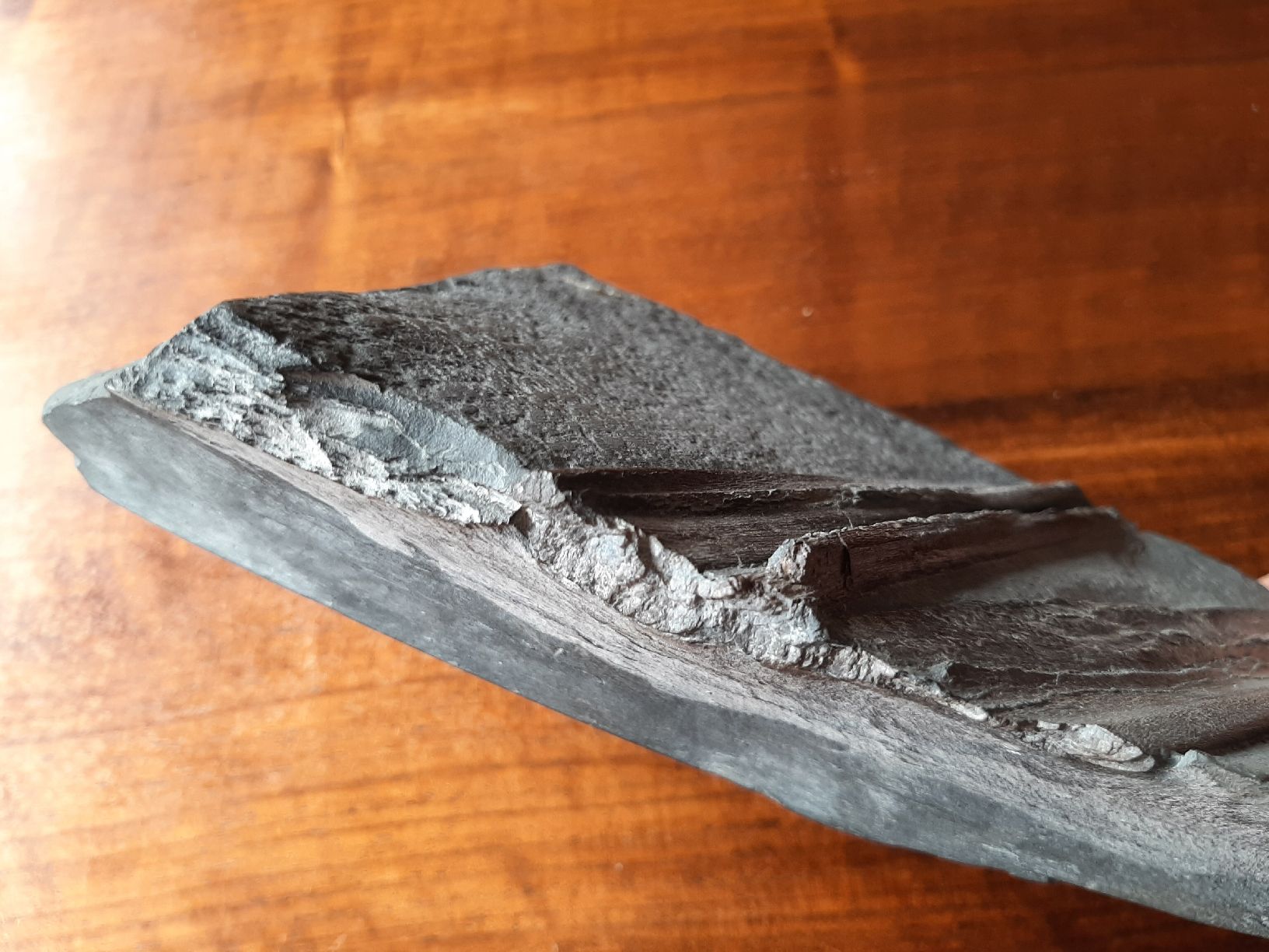 Fossili: Kieferrest eines Ichthyosauriers – Usato da Rickenbach BL venduto da Oktober68 2
