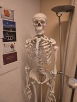 Anatomie Skelett, Lebensgross, Top Zustand! wie neu