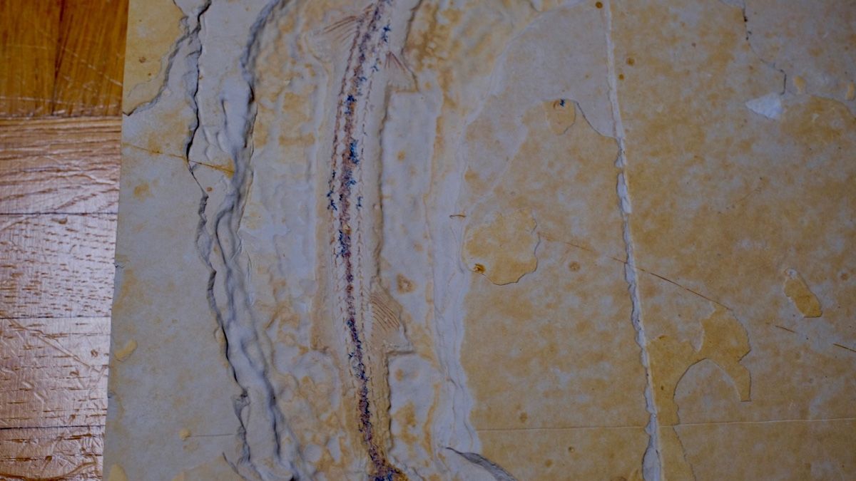 Fossili: Fossil - Rhynchodercetis sp. – Usato da Biel/Bienne venduto da nimmes 2