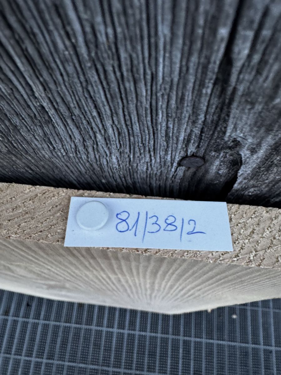 Articoli in legno: Eschenholz Brett – Usato da Frick venduto da nannali98 1