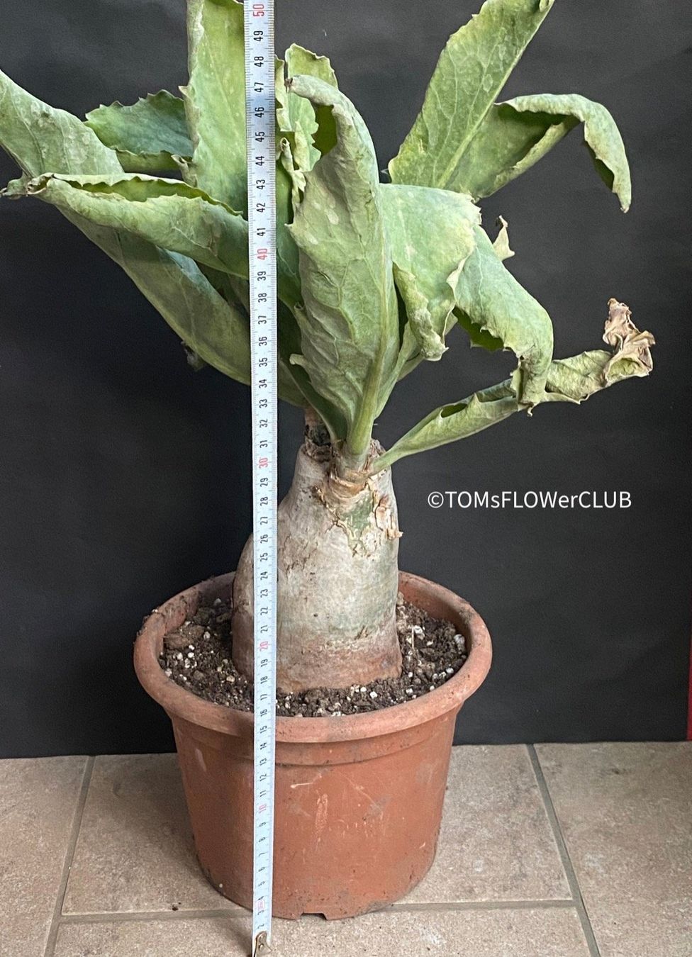 Piante & sementi: Cyphostemma Juttae - mit dem 10x15cm Caudex – Nuovo e nell'imballaggio originale da Adliswil venduto da astom369 8