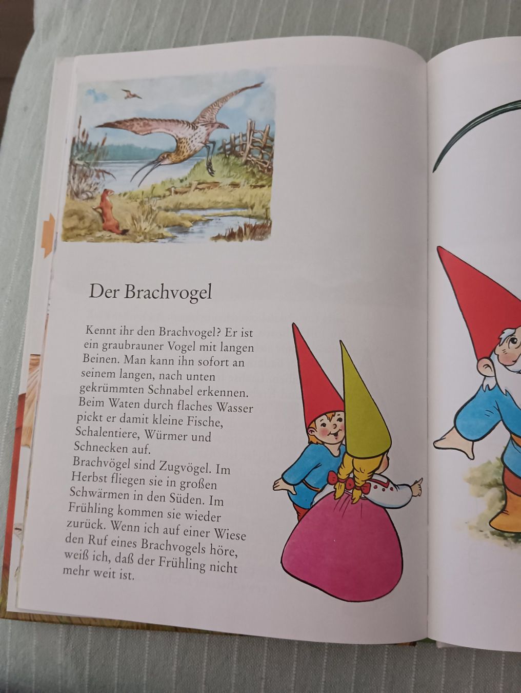 Libri: Die Welt von David dem Kabauter / Buch – Usato da Schöfflisdorf venduto da kin_2dp9 2