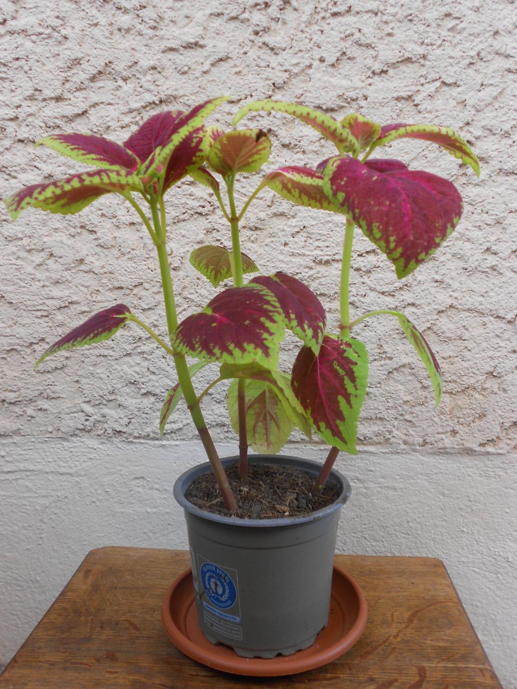 Pflanzen & Samen: Buntnessel (Plectranthus scutellarioides) – Neu (gemäss Beschreibung) aus Zollikofen von Flavabana 1