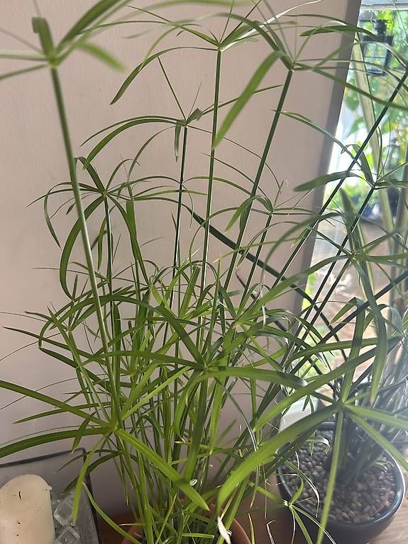 Plantes & graines: Papyrus  – Neuf avec emballage d'origine à Frauenfeld par Irene.Schuppli