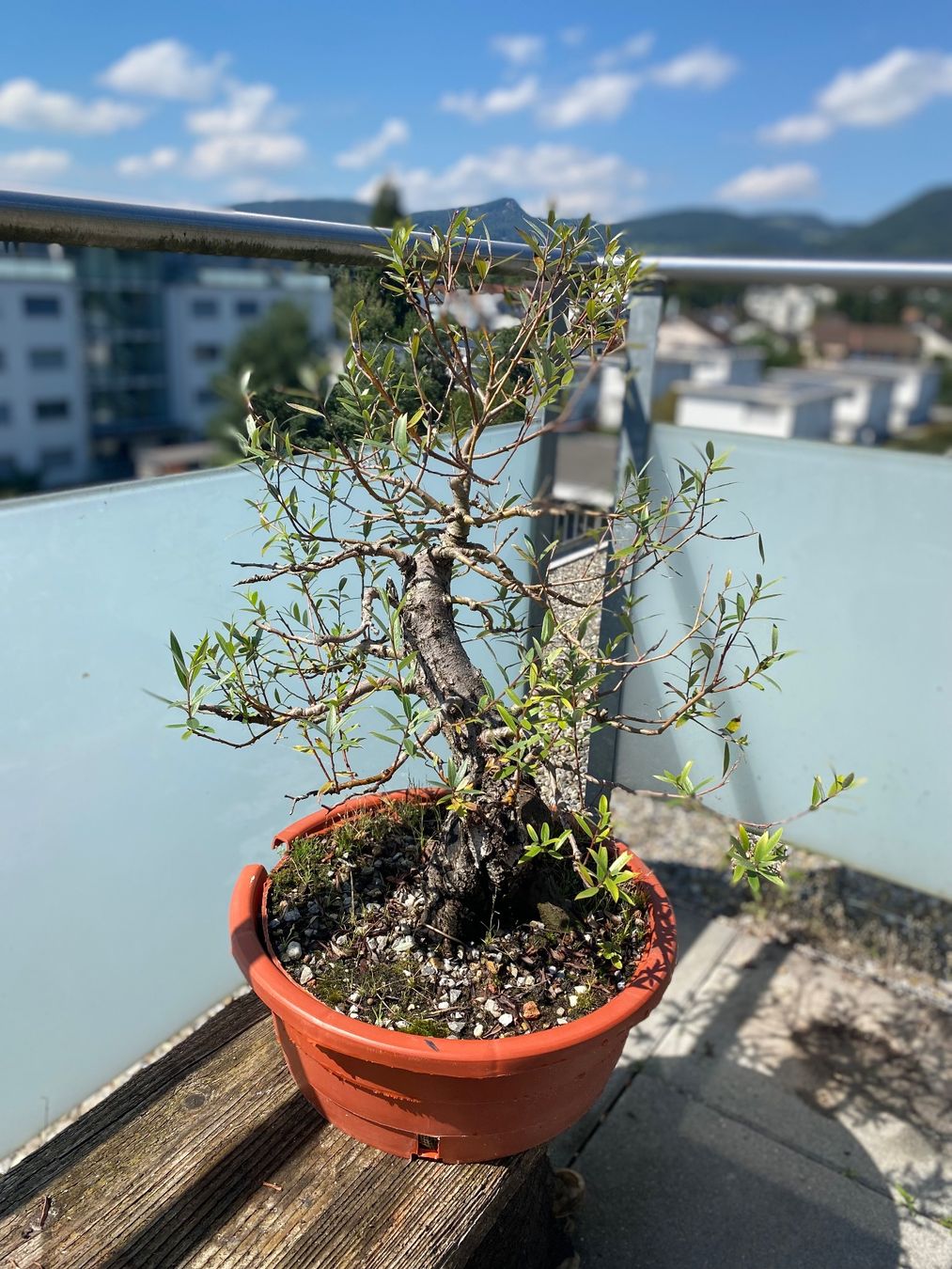 dracena pflanze pflege Groer Drachenbaum  | Dracaena fragrans