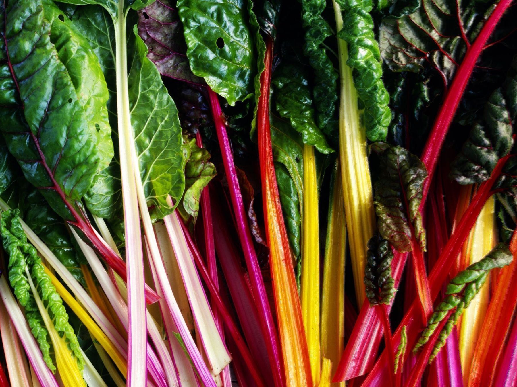Piante & sementi: 50 Samen Mangold RAINBOW BLEND – Nuovo (secondo la descrizione) da Ehrendingen venduto da VerveinaSamen