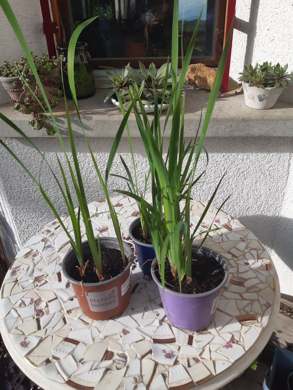 Piante & sementi: Iris, blau blühend ca. 10 Pflanzen – Usato da Aeugst am Albis venduto da ro97se 2