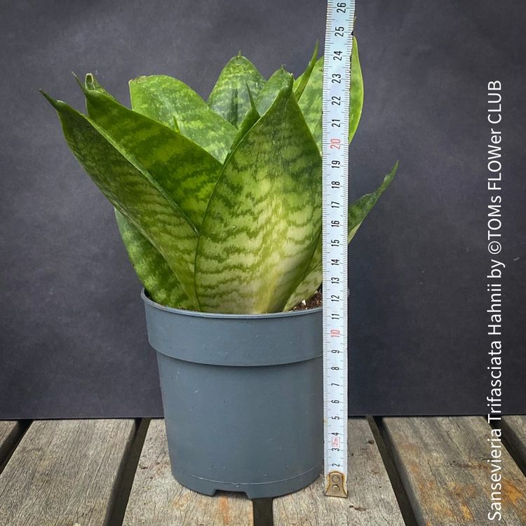 Sansevieria Trifasciata Hahnii Kaufen Auf Ricardo 