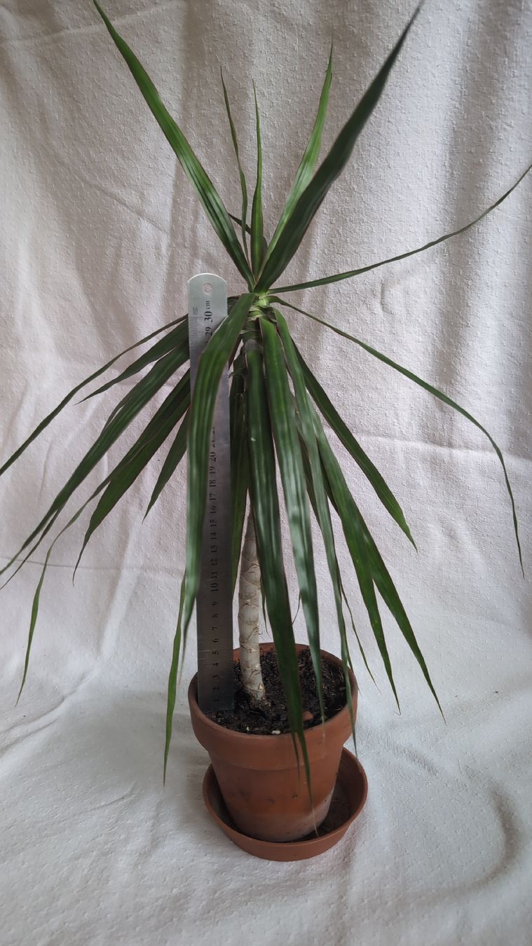 Piante & sementi: Dracaena marginata Palme – Usato da Wallisellen venduto da ali_x62p 1