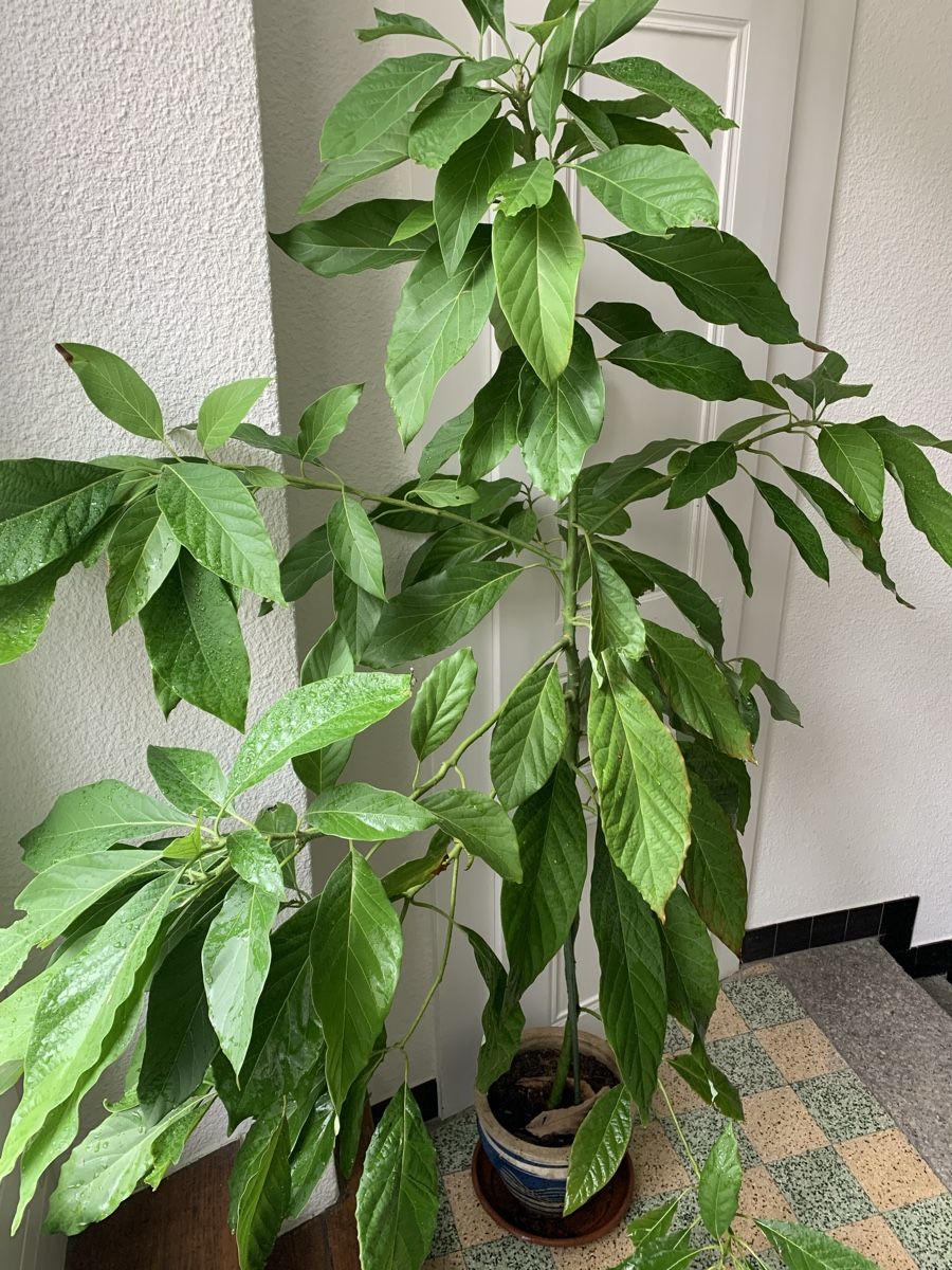 Piante & sementi: Grand avocatier en pot  – Usato da St-Imier venduto da gui_6b6f