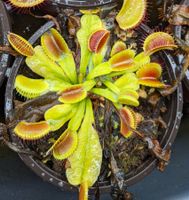 Plante carnivore Dionée Fleischfressende Dionaea Pflanze