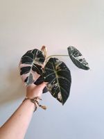 Alocasia Black velvet Pink bulbe💕🌱