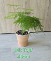 Zimmerpflanze Zierspargel im Topf