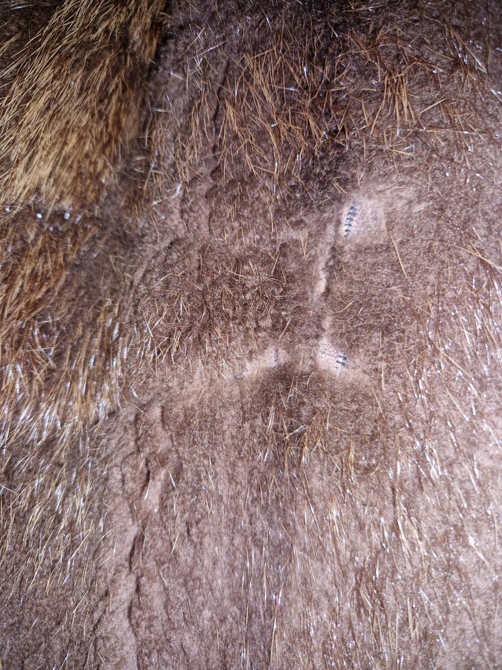 Jacken: Pelzjacke Spitznutria – Gebraucht aus Uerikon von ernmanic 5