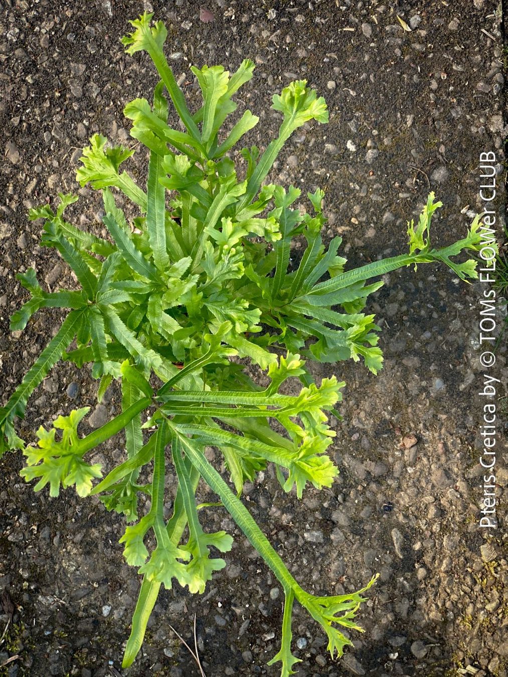 Piante & sementi: Pteris Cretica - Eleganter Zimmerfarn – Nuovo e nell'imballaggio originale da Adliswil venduto da TAKEYOURPLANT