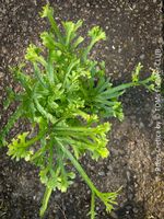 Pteris Cretica - Eleganter Zimmerfarn