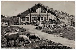 Restaurant Sustenpasshöhe, Terrasse, Schafe, gelaufen 1947