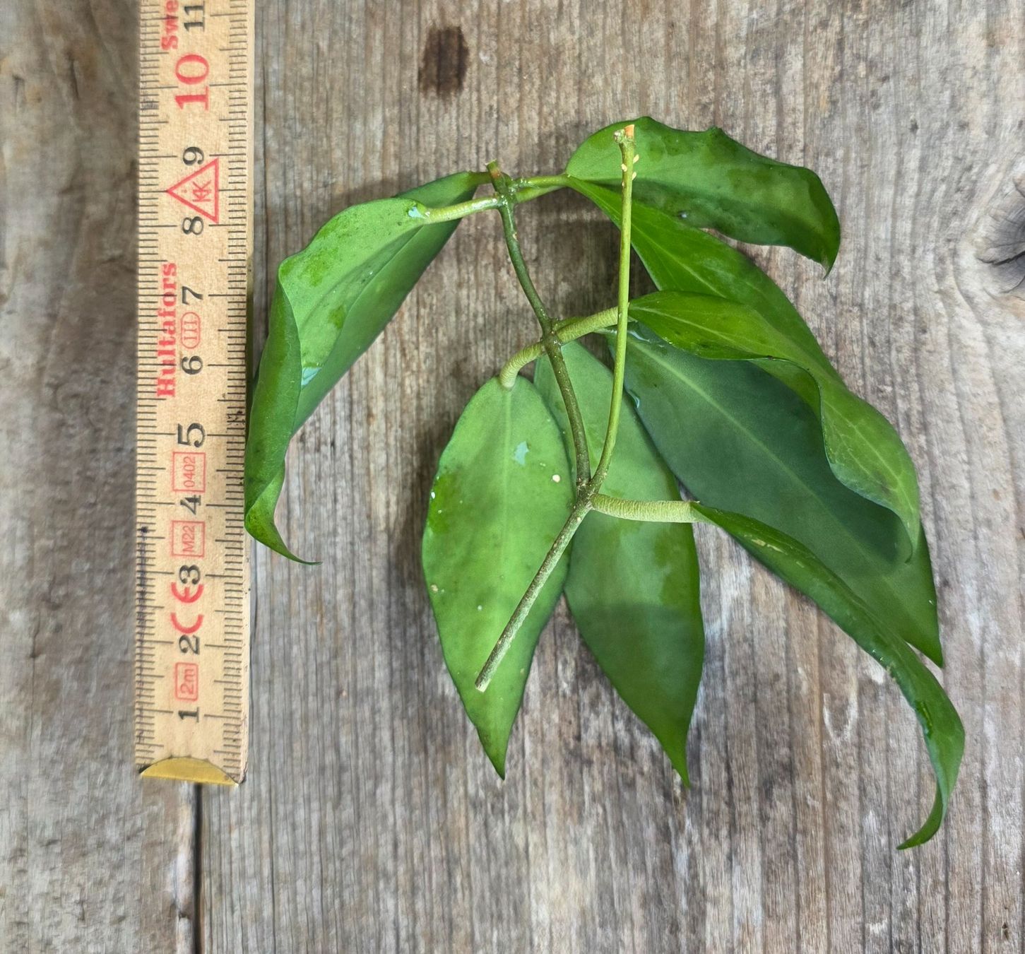Plantes & graines: Hoya cutis-porcelana Steckling – D'occasion à St.Erhard par Plumilandschweiz 3