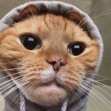 Profile image of ILoveCat