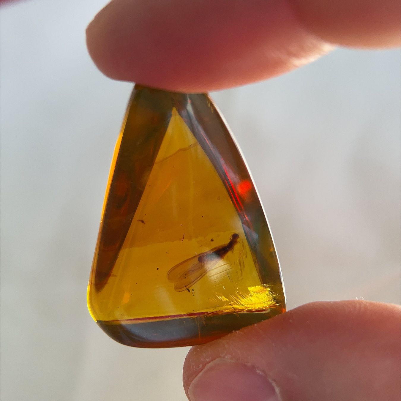 Pietre preziose: Amber with Insect Inclusion (Mexico) – Nuovo (secondo la descrizione) da Zürich venduto da fair-gems