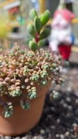 Sedum Dasyphyllum "Blue Tears"💧