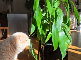 Dracaena - XL Zimmerpflanze 74 cm mit Topfabdeckung