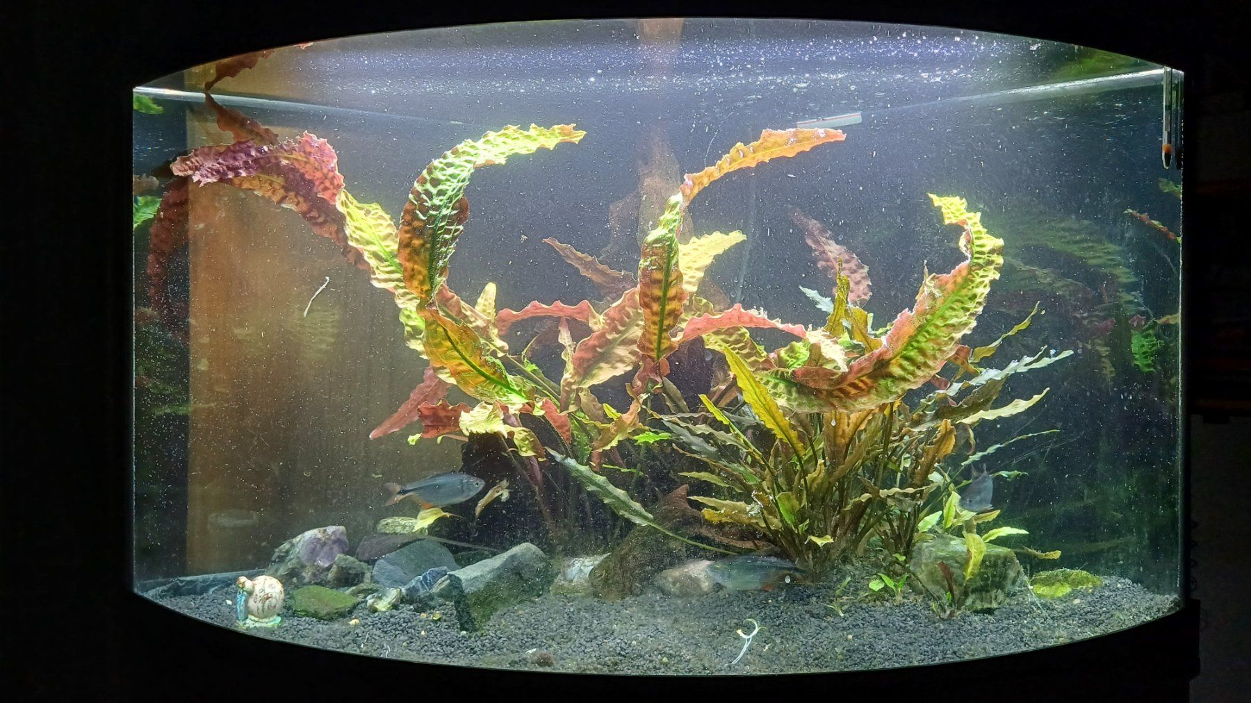 Juwel Acquari: Aquarium Juwel Trigon – Usato da Degersheim venduto da Alphi 4