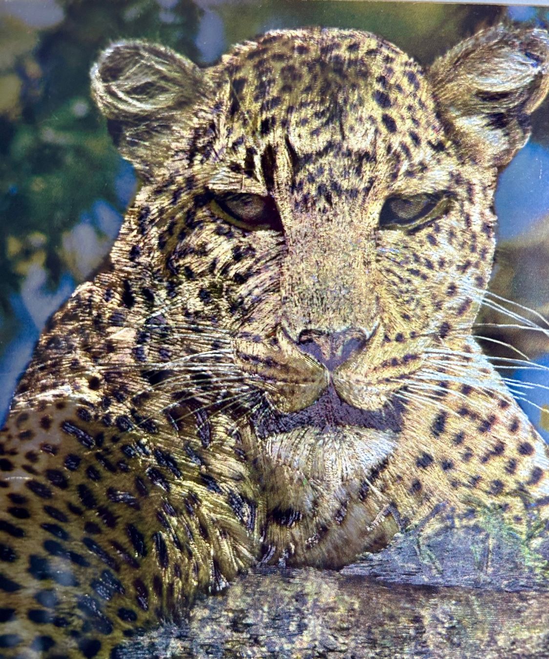 Foto & Immagini: Bild Leopard mit Metallic-Effekt – Usato da Männedorf venduto da Alderamin1 2