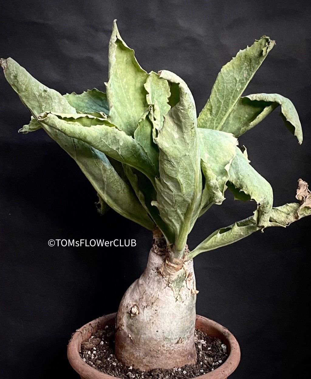 Piante & sementi: Cyphostemma Juttae - mit dem 10x15cm Caudex – Nuovo e nell'imballaggio originale da Adliswil venduto da astom369 5