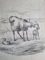 A.KÖLLIKER ORIGINAL ZEICHNUNG SIGNIERT  BLATTGRÖSSE 43X34CM