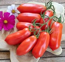 30 Samen Tomaten SAN MARZANO 2. Für Pasta Saucen