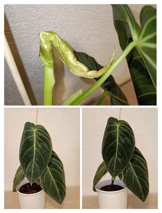 Philodendron Melanochrysum (Neu (gemss Beschreibung)) in schftland fr  CHF 30  mit Lieferung auf Ricardo kaufen