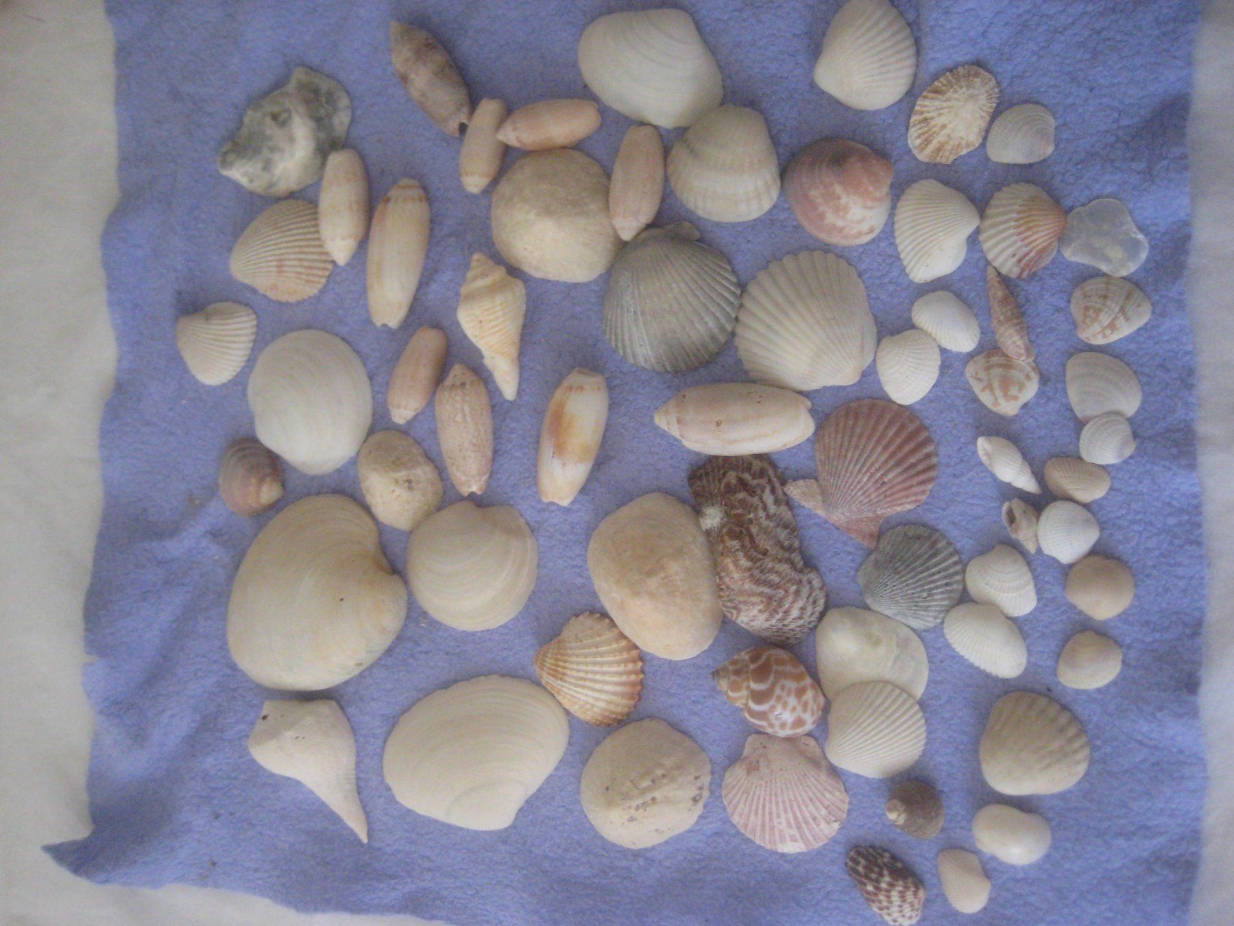 Fossili: GROSSE  MUSCHELN   SAMLUNG – Usato da Uster venduto da flocke1 1