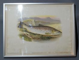 Great Lake Trout - Antiker kolorierter Stich