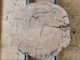 Baumscheibe Kirschbaum Holz
