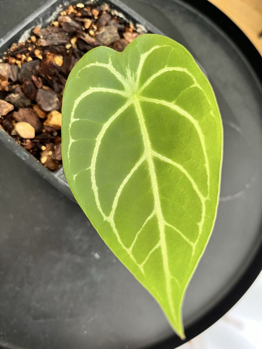 Piante & sementi: Anthurium Magnificum x besseae – Usato da Uster venduto da ke114 1
